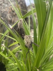 Xerophyta vallispongolana
