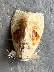 Arrhenophanes perspicilla