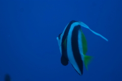 Heniochus acuminatus
