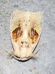 Arrhenophanes perspicilla