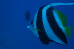 Heniochus acuminatus