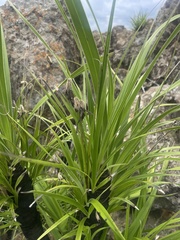 Xerophyta vallispongolana
