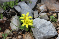 Gagea peduncularis