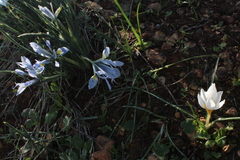 Iris vartanii
