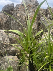 Xerophyta vallispongolana