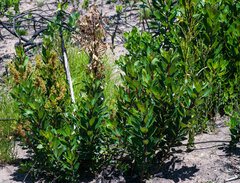 Laurophyllus capensis