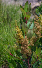 Laurophyllus capensis