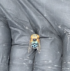 Austalis pulchella