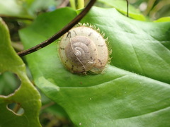 Plectotropis mackensii