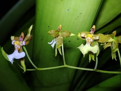 Oncidium