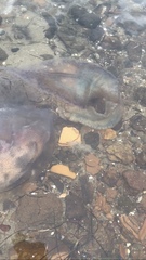 Pseudorhiza haeckeli