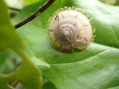 Plectotropis mackensii