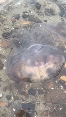 Pseudorhiza haeckeli