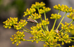 Spilostethus pandurus elegans