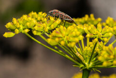 Spilostethus pandurus elegans