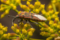 Spilostethus pandurus elegans