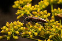 Spilostethus pandurus elegans