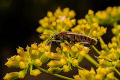 Spilostethus pandurus elegans