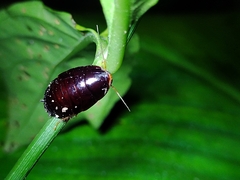 Pycnoscelus surinamensis