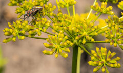 Spilostethus pandurus elegans