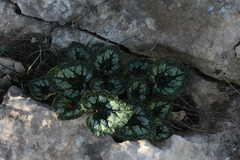 Cyclamen persicum