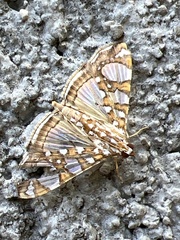 Glyphodes sibillalis