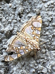 Glyphodes sibillalis
