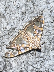 Glyphodes sibillalis