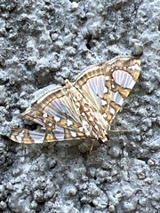 Glyphodes sibillalis
