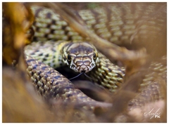 Masticophis flagellum