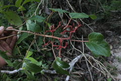 Cissus erosa