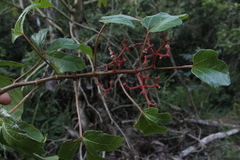 Cissus erosa