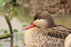 Anas erythrorhyncha