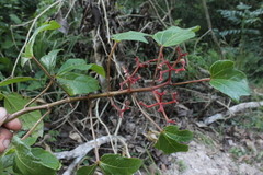 Cissus erosa