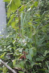 Cissus erosa
