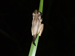 Litoria