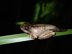 Litoria