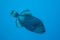 Balistoides viridescens