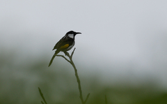 Phylidonyris niger