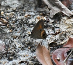 Hypocysta irius