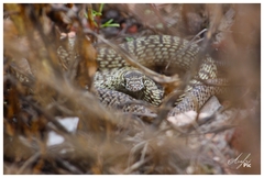 Masticophis flagellum