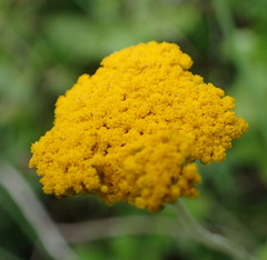 Helichrysum odoratissimum