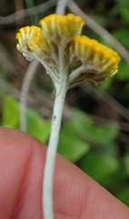 Helichrysum odoratissimum