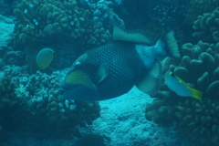 Balistoides viridescens