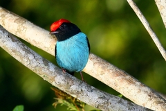Chiroxiphia caudata