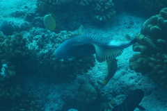 Balistoides viridescens