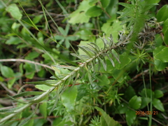 Helichrysum odoratissimum