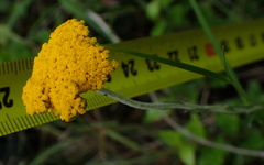 Helichrysum odoratissimum