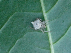Eriovixia laglaizei