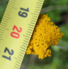 Helichrysum odoratissimum